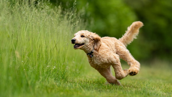 Grasmilben beim Hund: Was Du wissen solltest