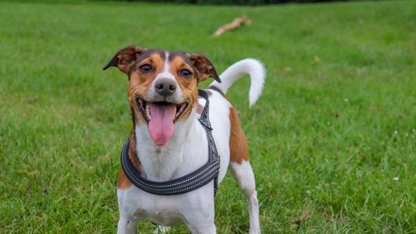 Dürfen Hunde Weintrauben essen? Warum diese Früchte gefährlich für Deinen Vierbeiner sind