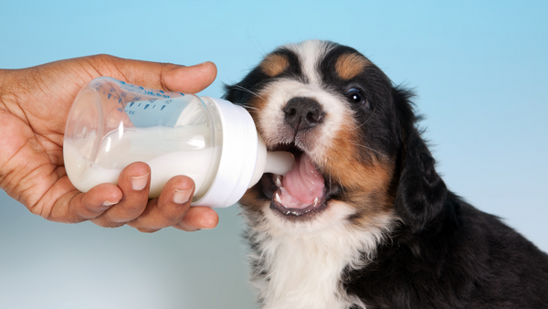 Dürfen Hunde Milch trinken? Ein ausführlicher Ratgeber mit Nebenwirkungen, Milchprodukten und Alternativen