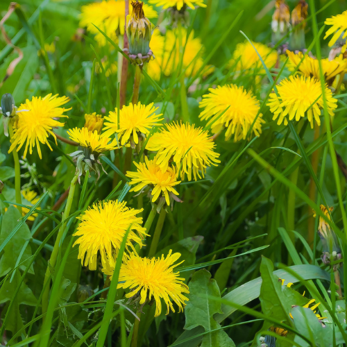 Löwenzahn für Pferde: Ein echtes Superfood aus der Natur