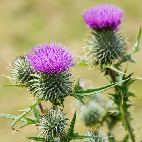 Mariendistel für Pferde: Ein natürliches Heilmittel