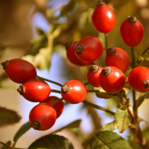 Hagebutten für Hunde: Das natürliche Superfood für mehr Gesundheit und Beweglichkeit