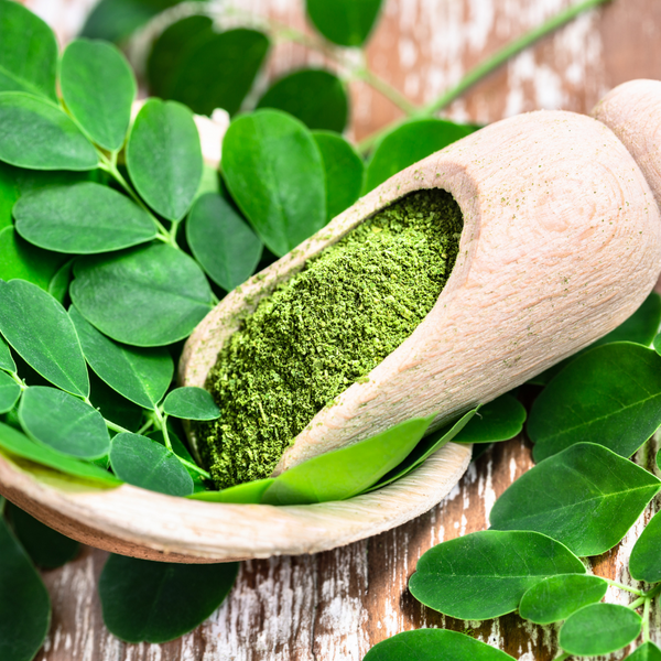 Moringa für Hunde: Das Superfood für Gesundheit und Vitalität