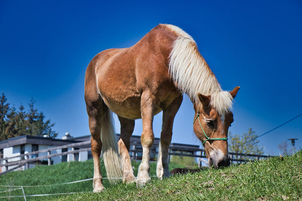 Cushing beim Pferd: Ursachen, Symptome, Diagnose und Tipps für die optimale Pflege